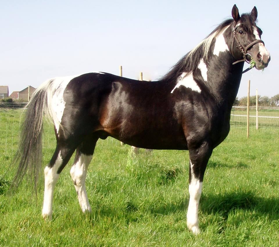 Pecas Bright Bar - Paint Stallion